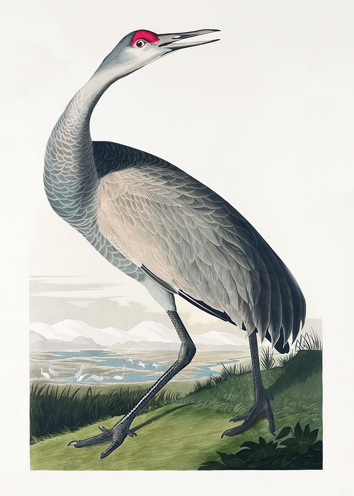 Hooping Crane From Birds of America (1827) art print by Pictufy for $57.95 CAD