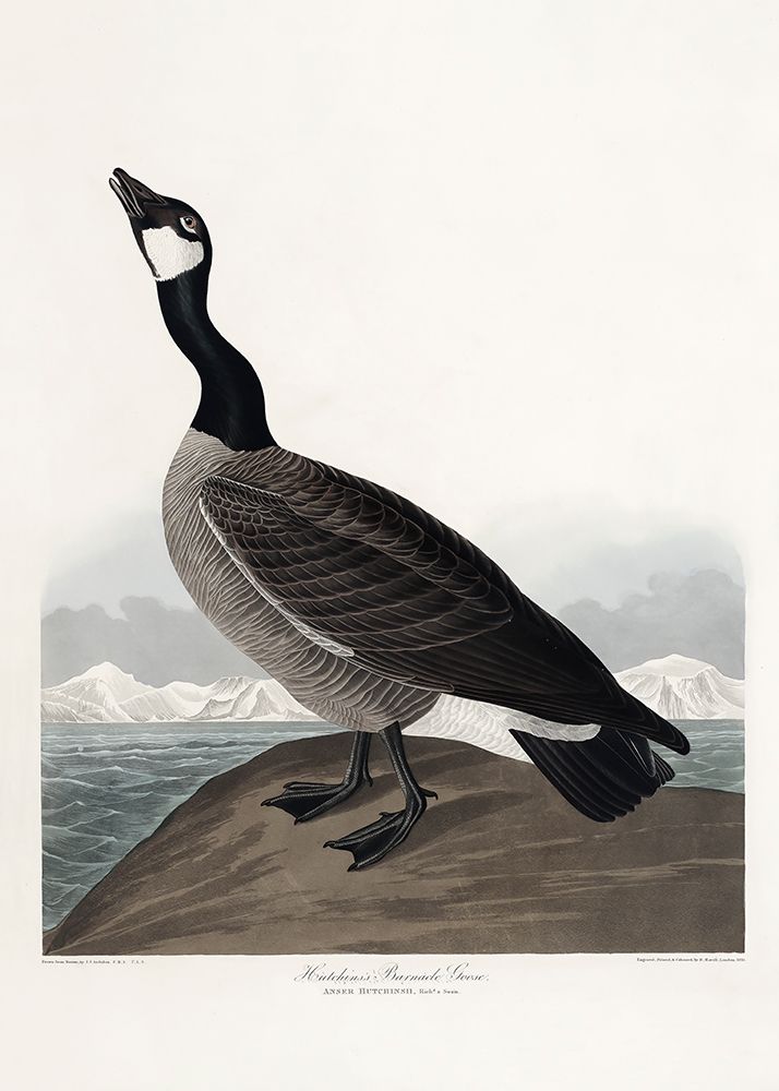 Hutchinss Barnacle Goose From Birds of America (1827) art print by Pictufy for $57.95 CAD