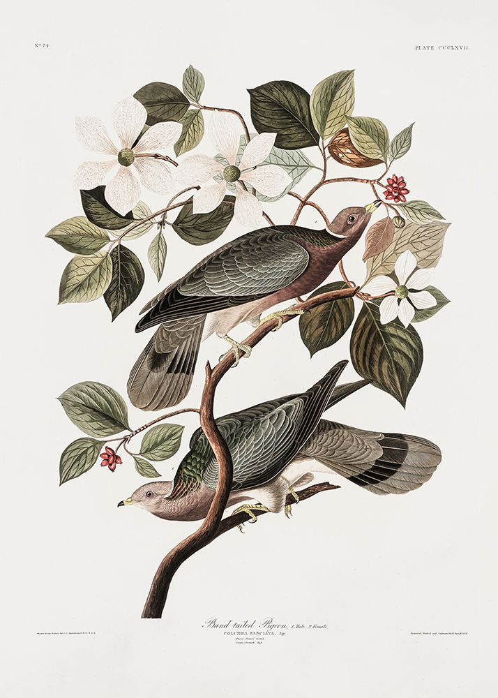 Brand Tailed Pigeon From Birds Of America (1827) art print by Pictufy for $57.95 CAD