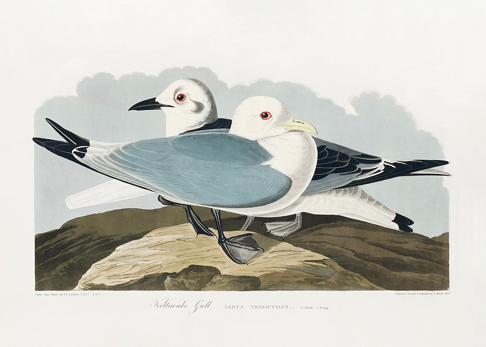 Kittiwake Gull From Birds of America (1827) art print by Pictufy for $57.95 CAD