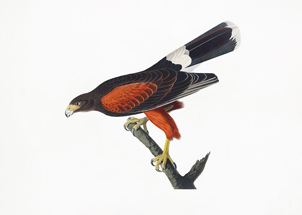 Louisiana Hawk From Birds of America (1827 art print by Pictufy for $57.95 CAD