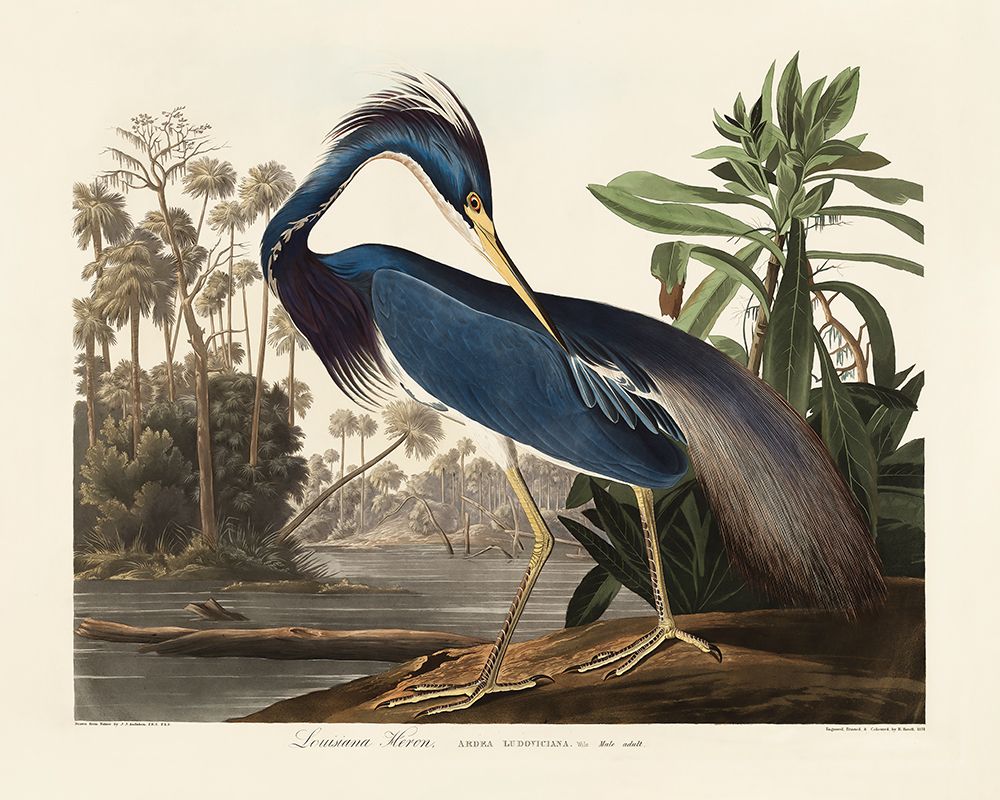 Louisiana Heron From Birds of America (1827) art print by Pictufy for $57.95 CAD