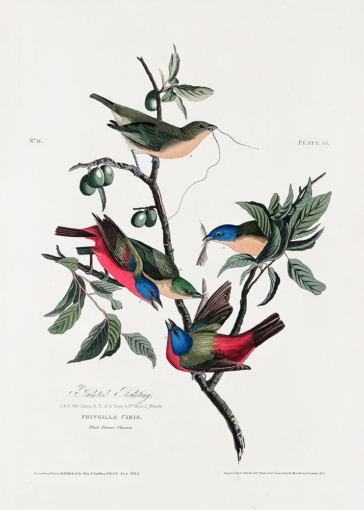 Painted Finch From Birds of America (1827) art print by Pictufy for $57.95 CAD