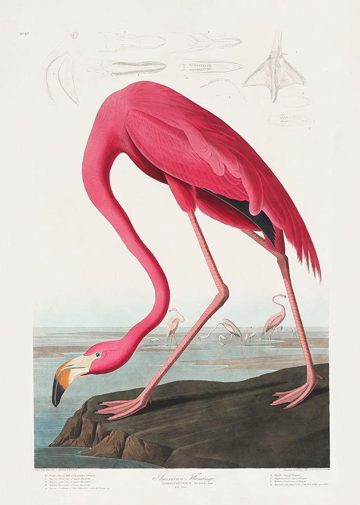 Pink Flamingo From Birds of America (1827) art print by Pictufy for $57.95 CAD
