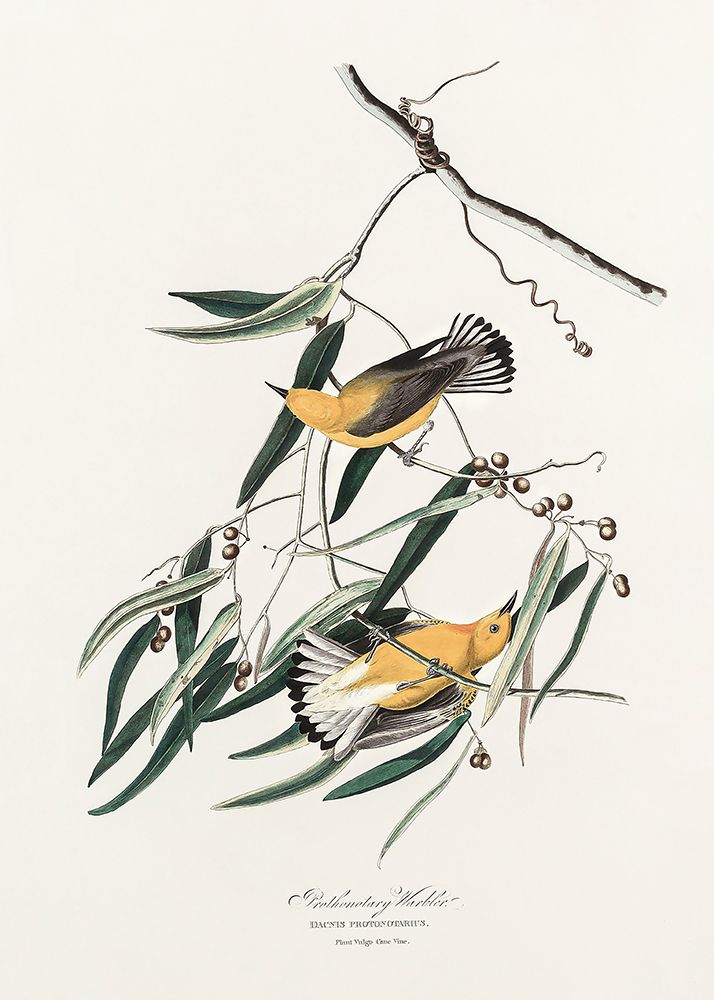 Prothonotary Warbler From Birds of America (1827) art print by Pictufy for $57.95 CAD