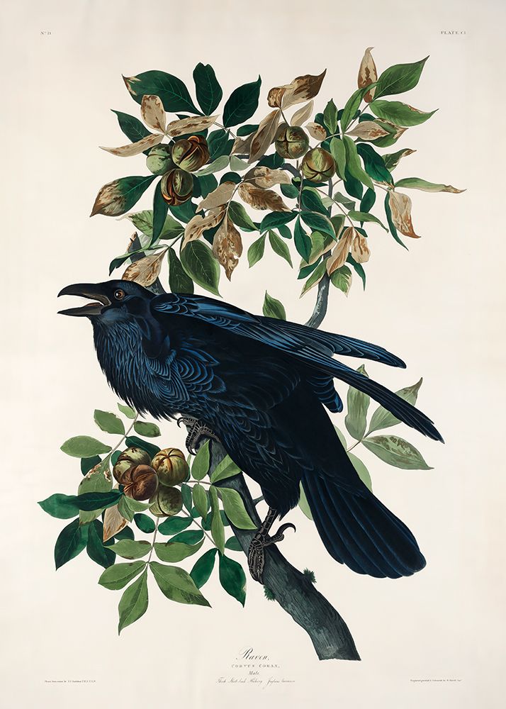 Raven From Birds of America (1827) art print by Pictufy for $57.95 CAD