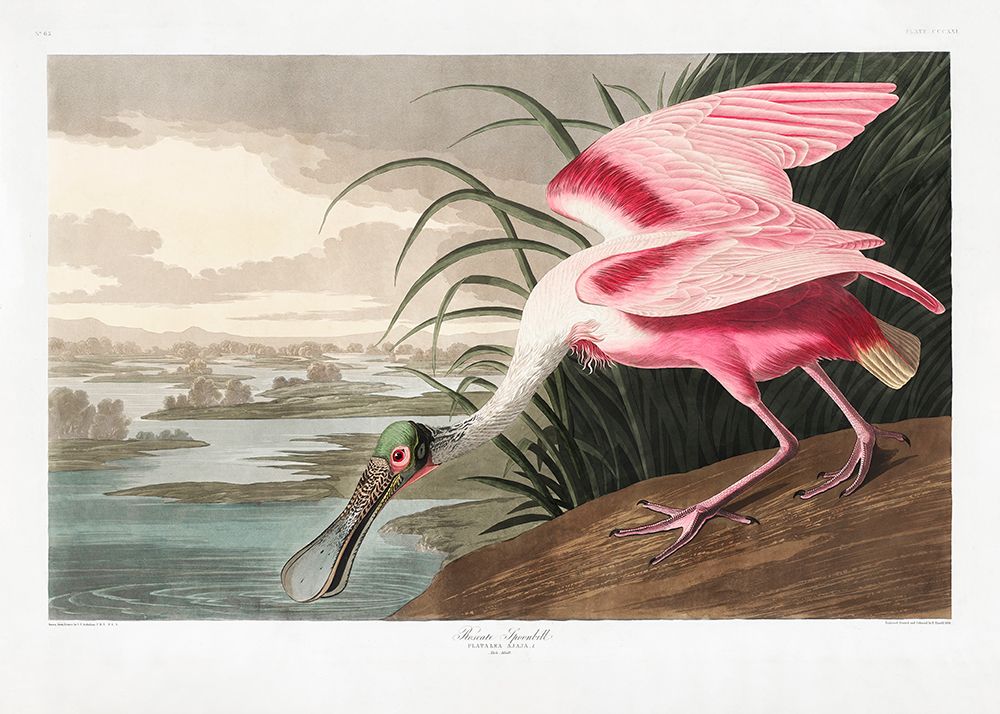 Roseate Spoonbill From Birds of America (1827) art print by Pictufy for $57.95 CAD