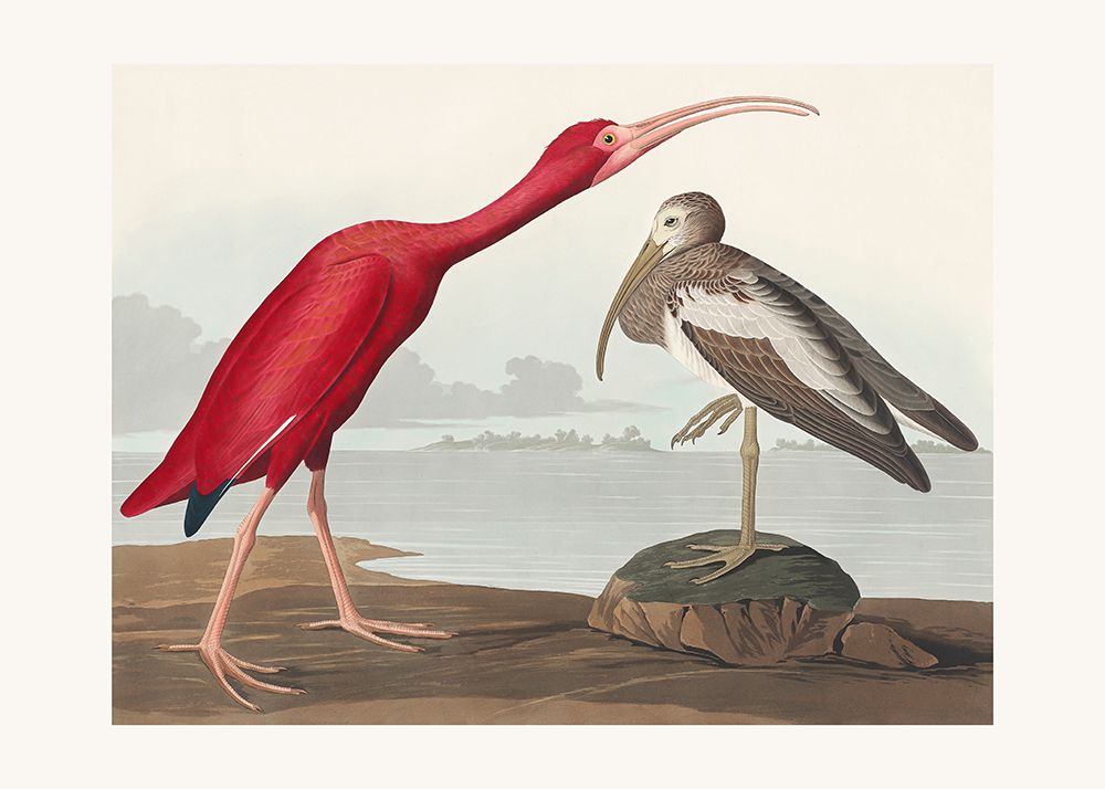 Scarlet Ibis From Birds of America (1827) art print by Pictufy for $57.95 CAD