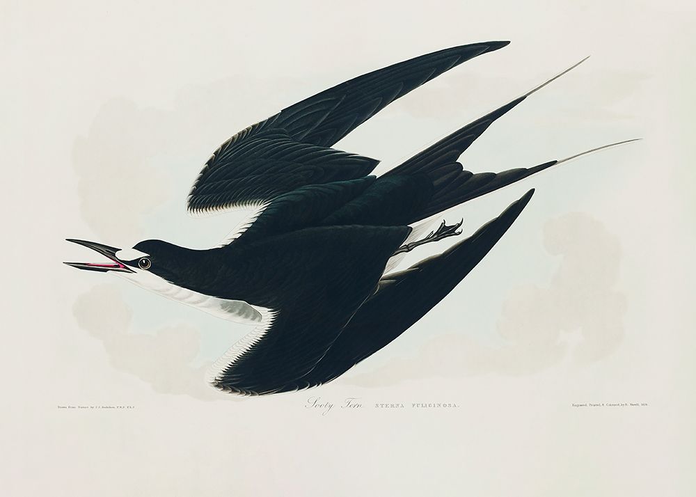 Sooty Tern From Birds of America (1827) art print by Pictufy for $57.95 CAD