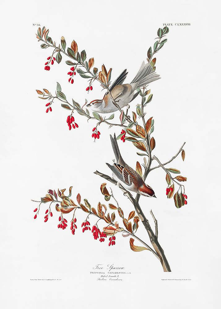 Tree Sparrow From Birds of America (1827) art print by Pictufy for $57.95 CAD