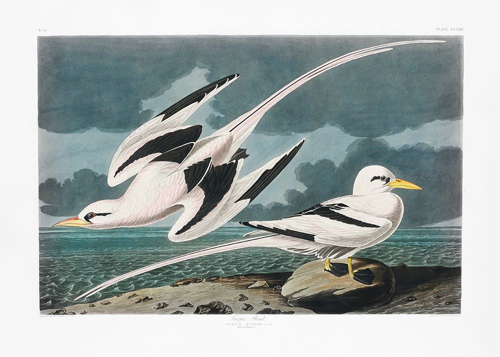 Tropic Bird From Birds of America (1827) art print by Pictufy for $57.95 CAD
