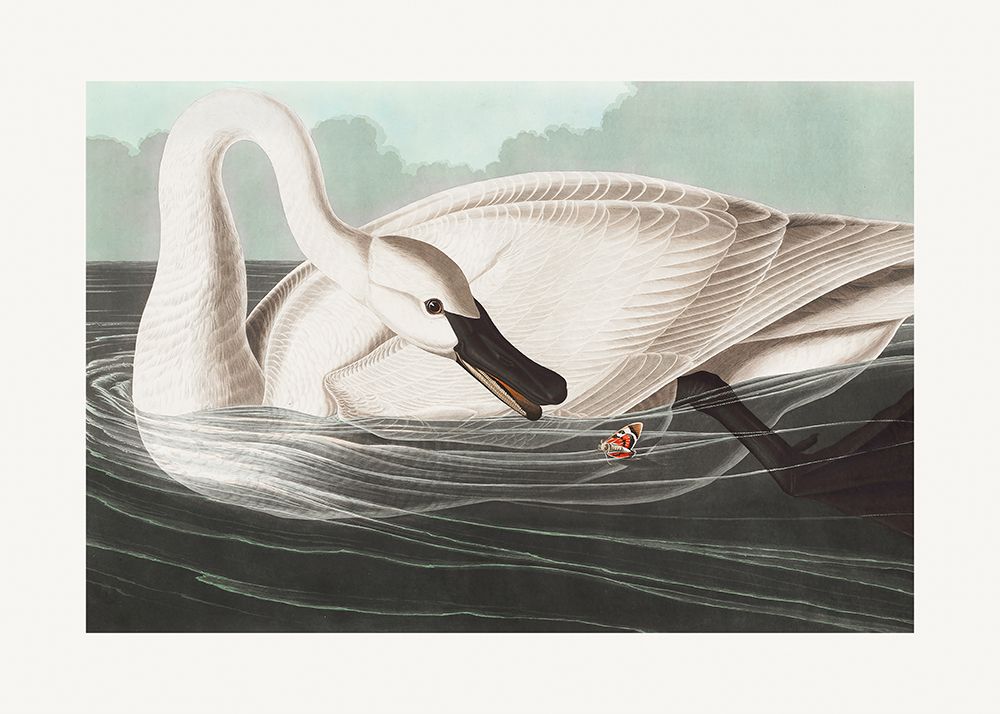 Trumpeter Swan From Birds of America (1827) art print by Pictufy for $57.95 CAD