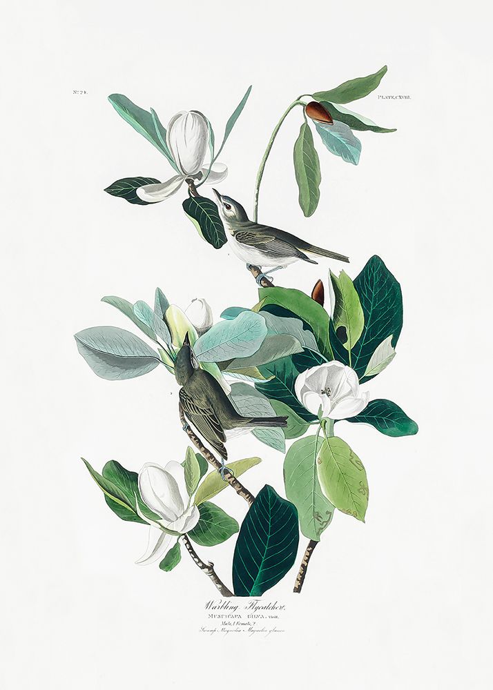 Warbling Flycatcher From Birds of America (1827) art print by Pictufy for $57.95 CAD
