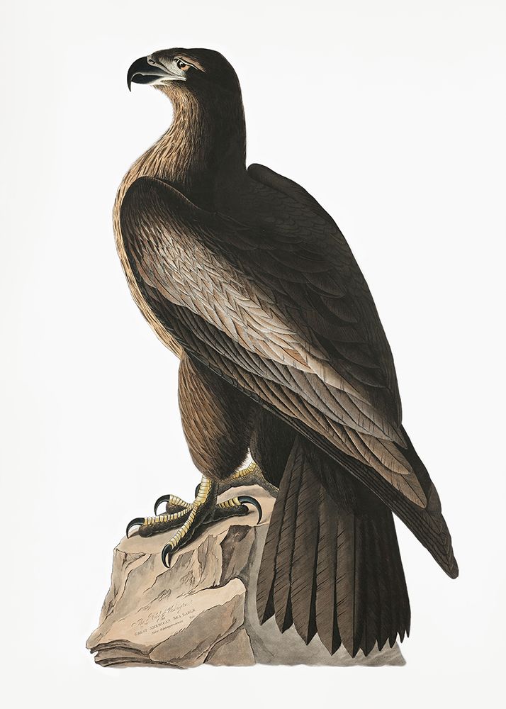 Great American Sea Eagle From Birds of America (1827) art print by Pictufy for $57.95 CAD