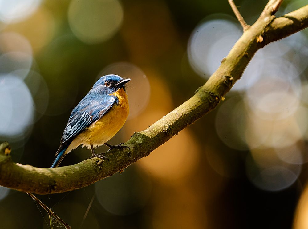 Flycatcher art print by Nikhil Parnandi for $57.95 CAD
