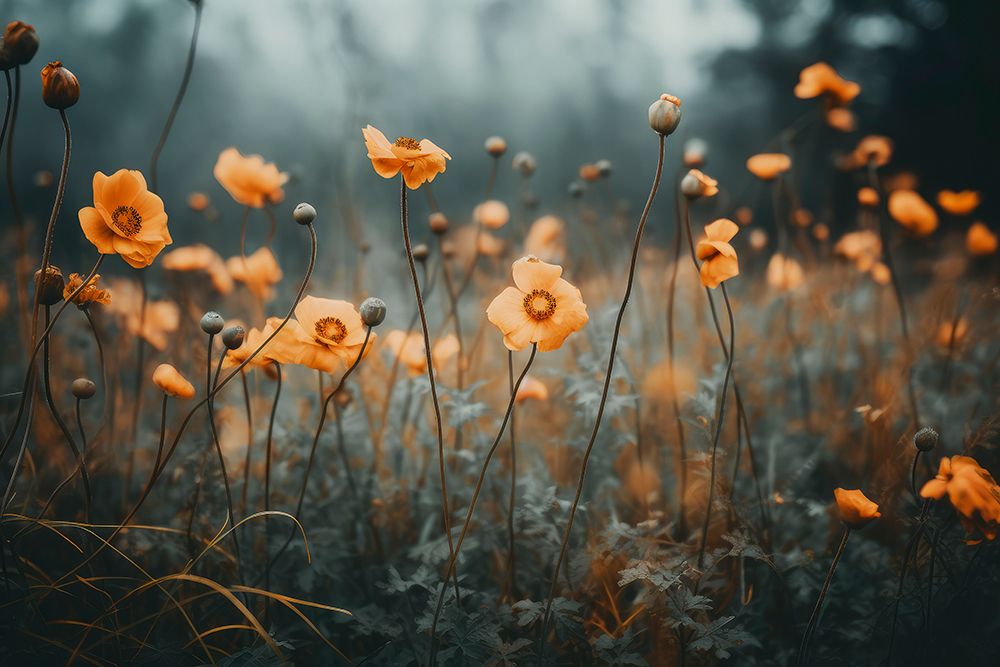 Orange Poppy art print by Treechild for $57.95 CAD