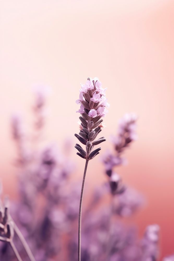 Lavender Detail art print by Treechild for $57.95 CAD