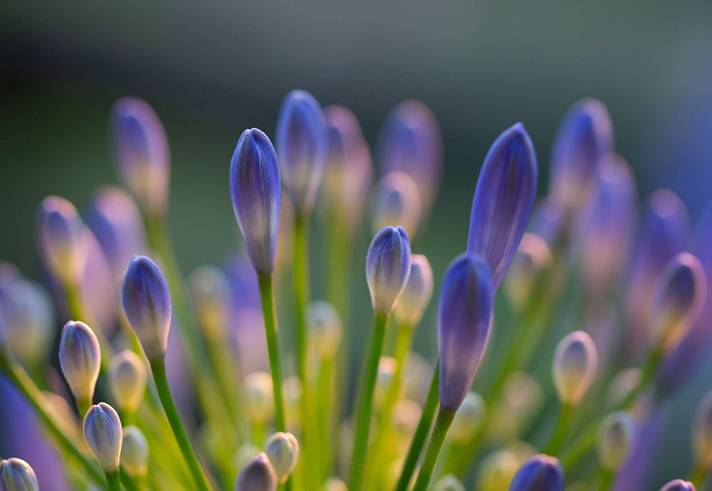 Agapanthus Closeup art print by Claudi Lourens for $57.95 CAD