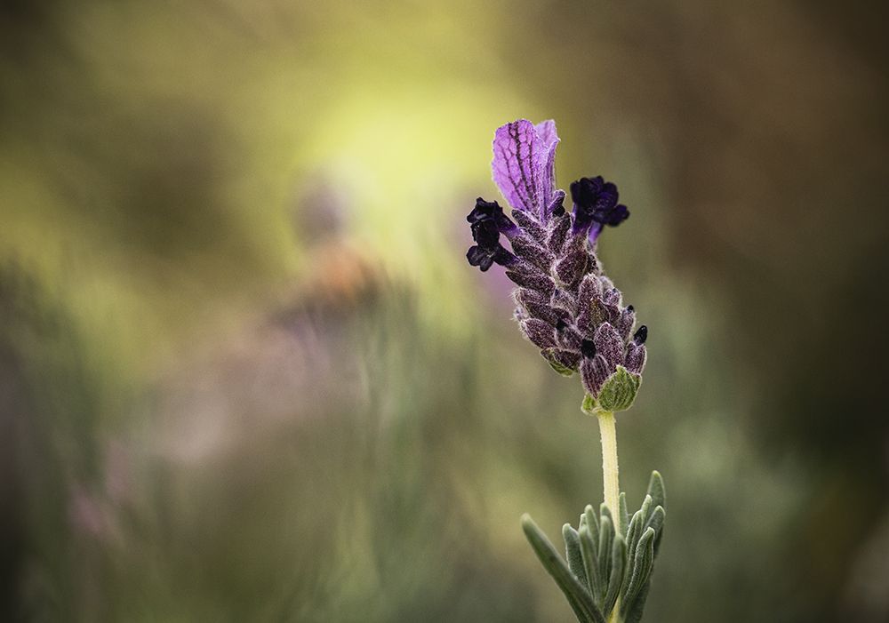 Lavender 1 2 art print by Claudi Lourens for $57.95 CAD