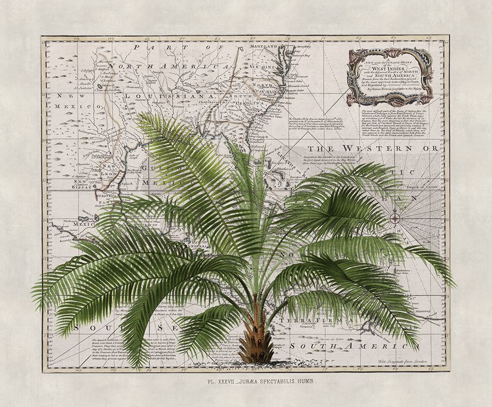 Tropical Empire No2 art print by Andrea Haase for $57.95 CAD