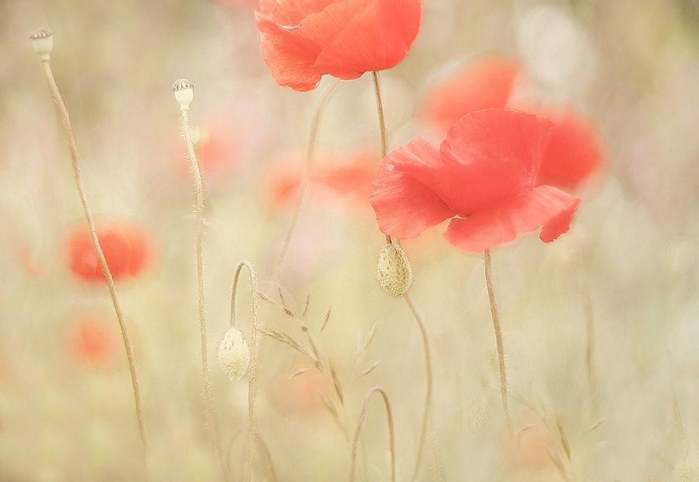 Memories art print by Nel Talen for $57.95 CAD