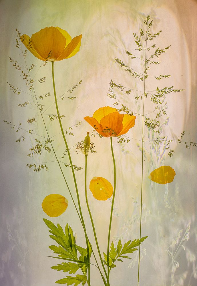 Fragile art print by van der Hilda for $57.95 CAD