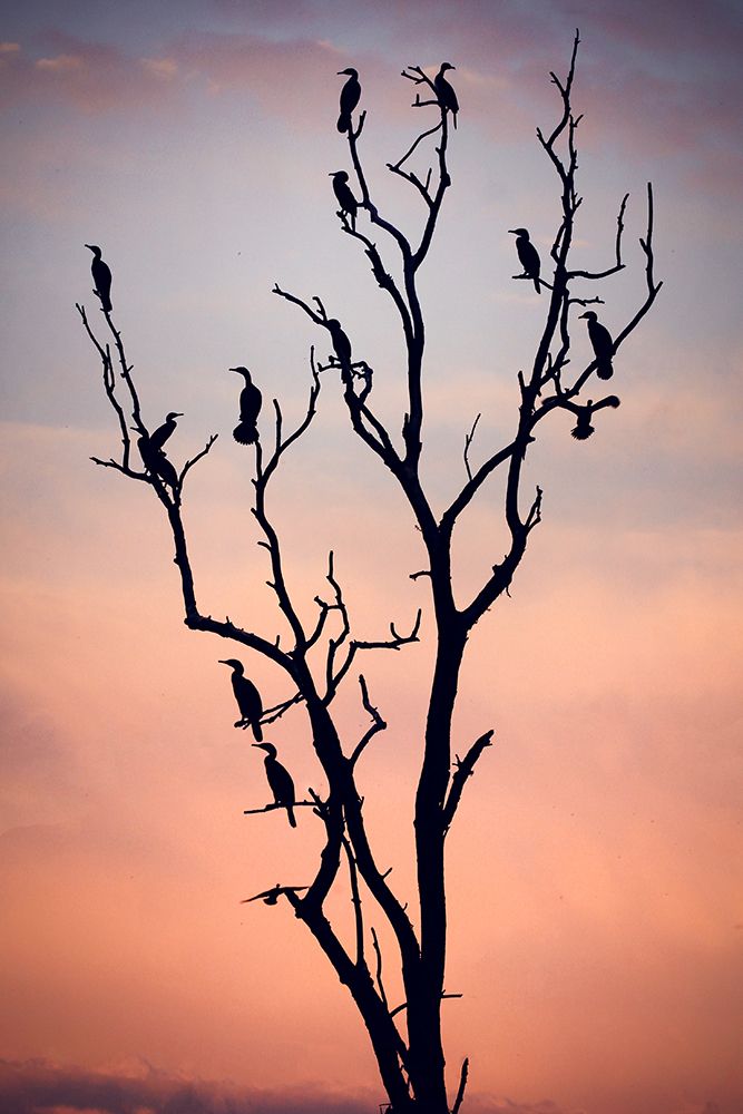 Before the Sunset art print by Niklas Rosenkilde for $57.95 CAD