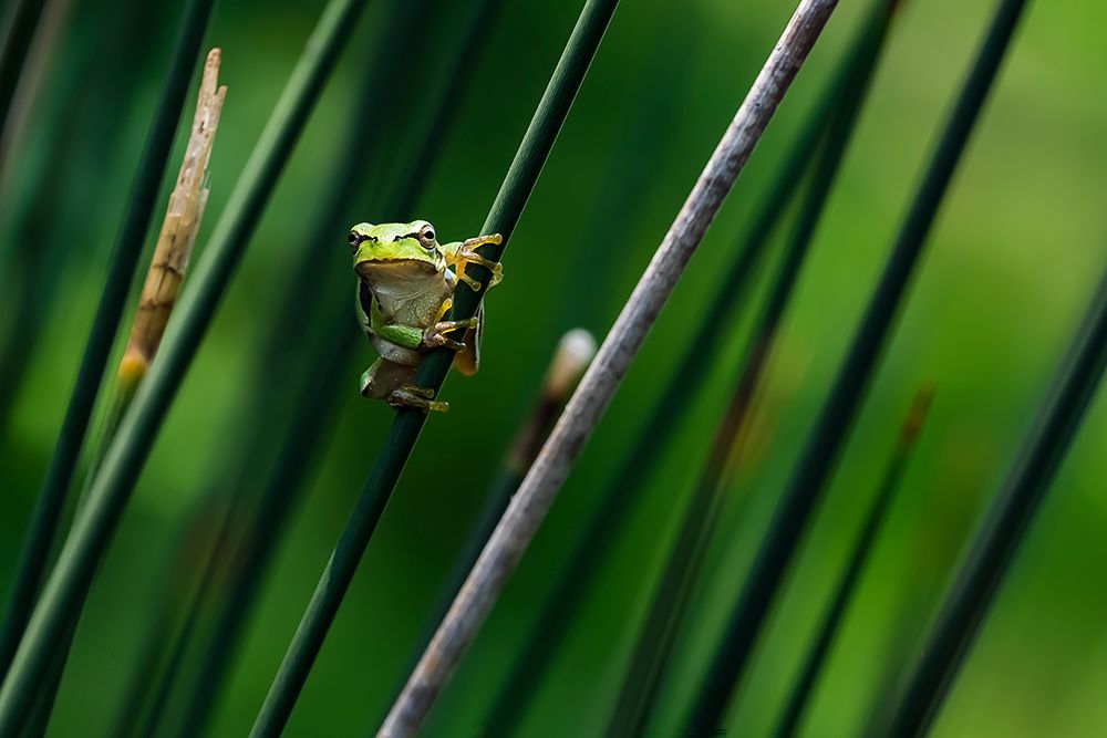 Green Frog Clings art print by Necmettin Oba for $57.95 CAD