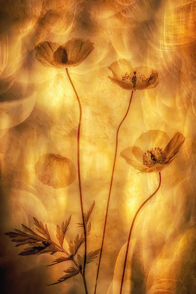 Poppies art print by van der Hilda for $57.95 CAD
