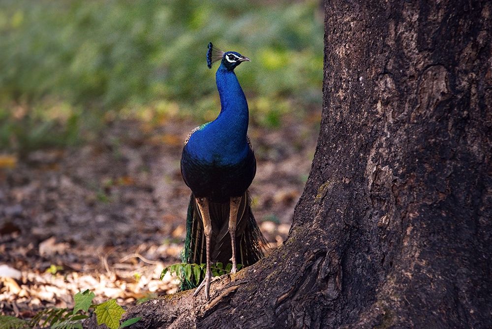 Peacock By A Large Tree art print by Dahlia Ambrose for $57.95 CAD