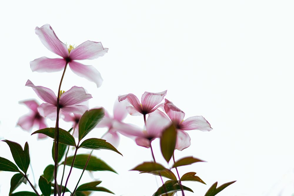 Clematis Blooms - High Key art print by Dahlia Ambrose for $57.95 CAD