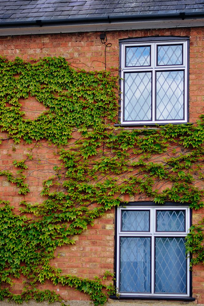 Creepers And Windows art print by Dahlia Ambrose for $57.95 CAD