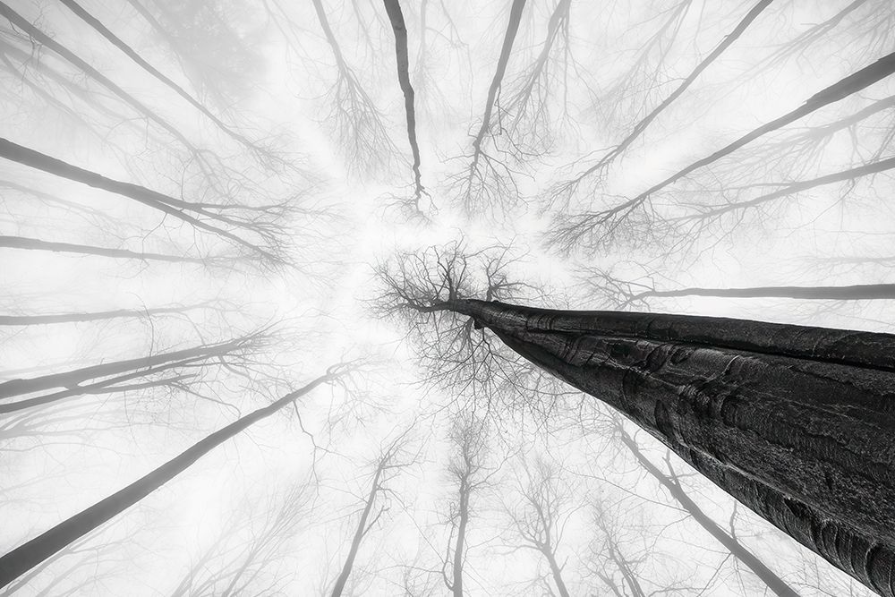 Tree Trunk art print by Tom Pavlasek for $57.95 CAD