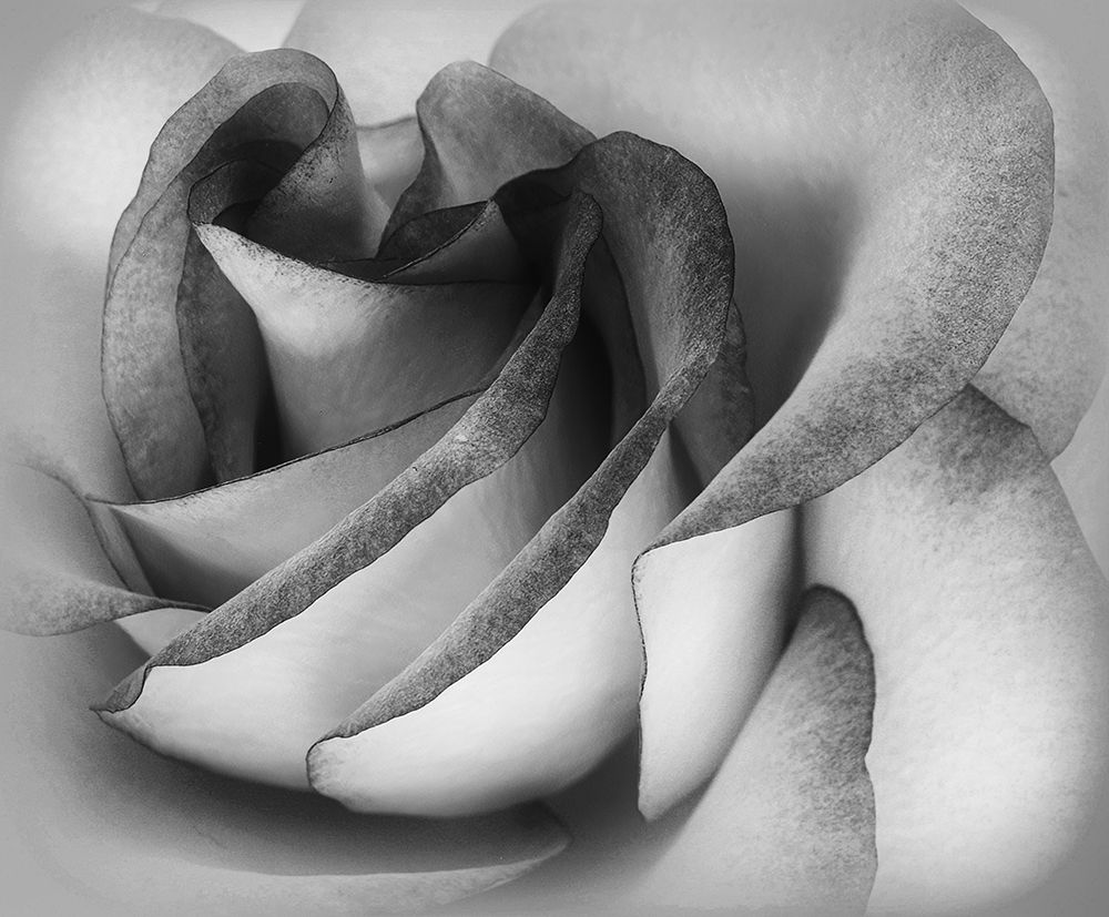 Shades Of A Rose art print by C. Ray Roth for $57.95 CAD