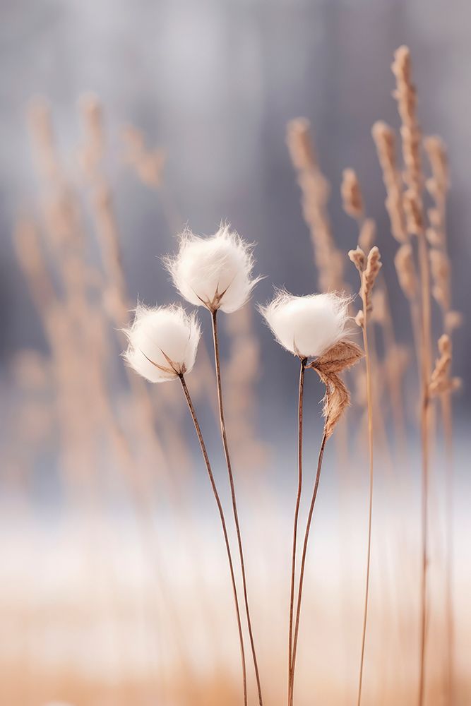 Cotton Flowers art print by Treechild for $57.95 CAD