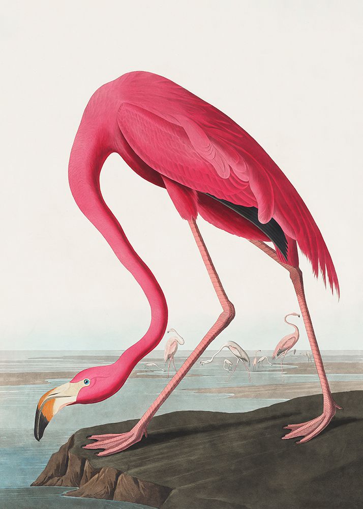 Pink Flamingo Ii From Birds of America (1827) art print by Pictufy for $57.95 CAD