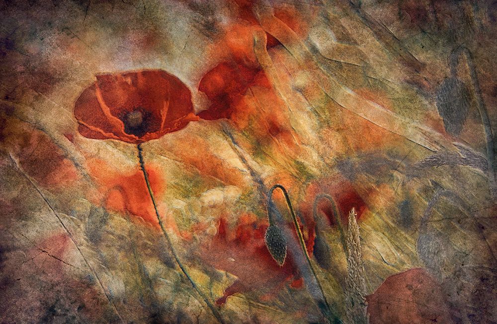 Poppy art print by Jan van der Jan for $57.95 CAD
