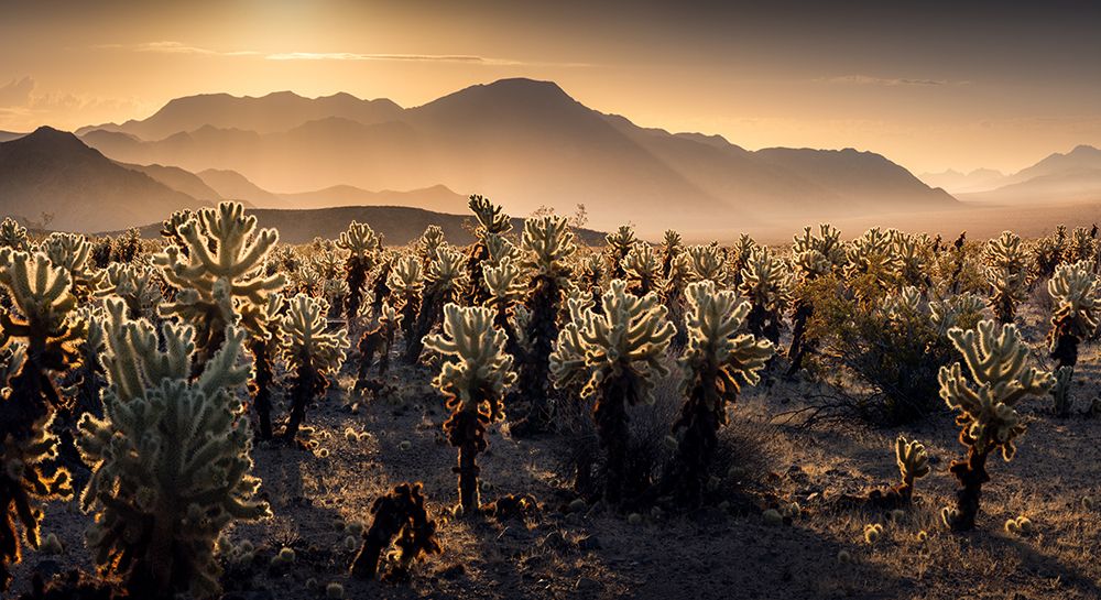 Joshua Tree Np art print by Karol Nienartowicz for $57.95 CAD
