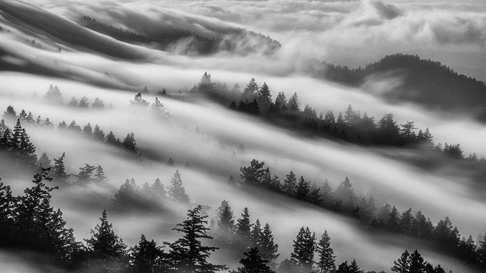 Forests art print by Johnny Zhang for $57.95 CAD