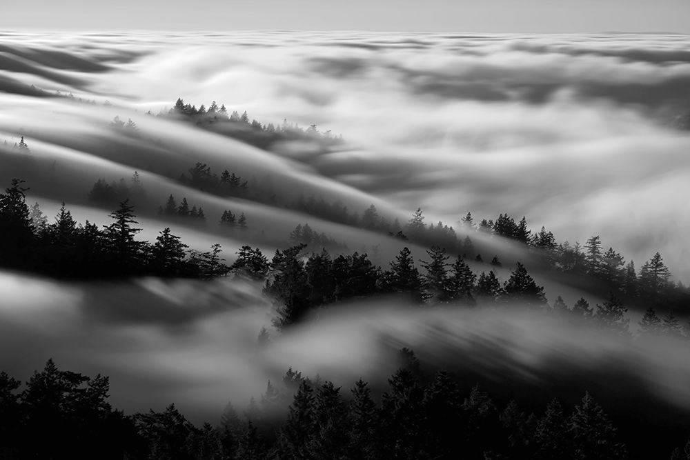 Bathing In The Fog art print by Johnny Zhang for $57.95 CAD