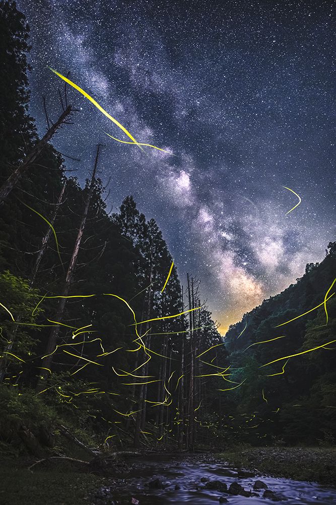 A Summer Night With Fireflies art print by Hiroaki Ikeshita for $57.95 CAD