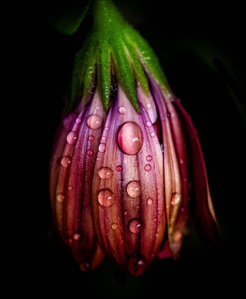 After The Rain art print by Danny Mendoza for $57.95 CAD