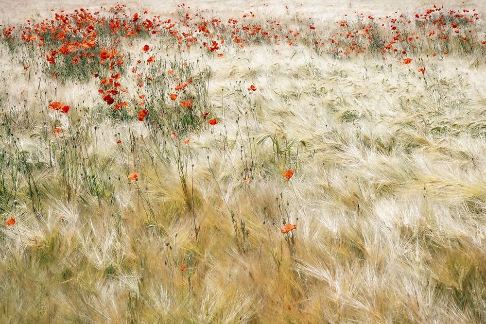 Summerfield art print by Gilbert Claes for $57.95 CAD