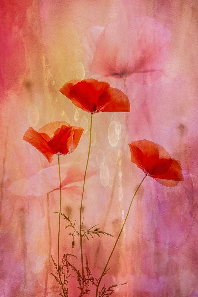 Fragility art print by Hilda Van Der for $57.95 CAD