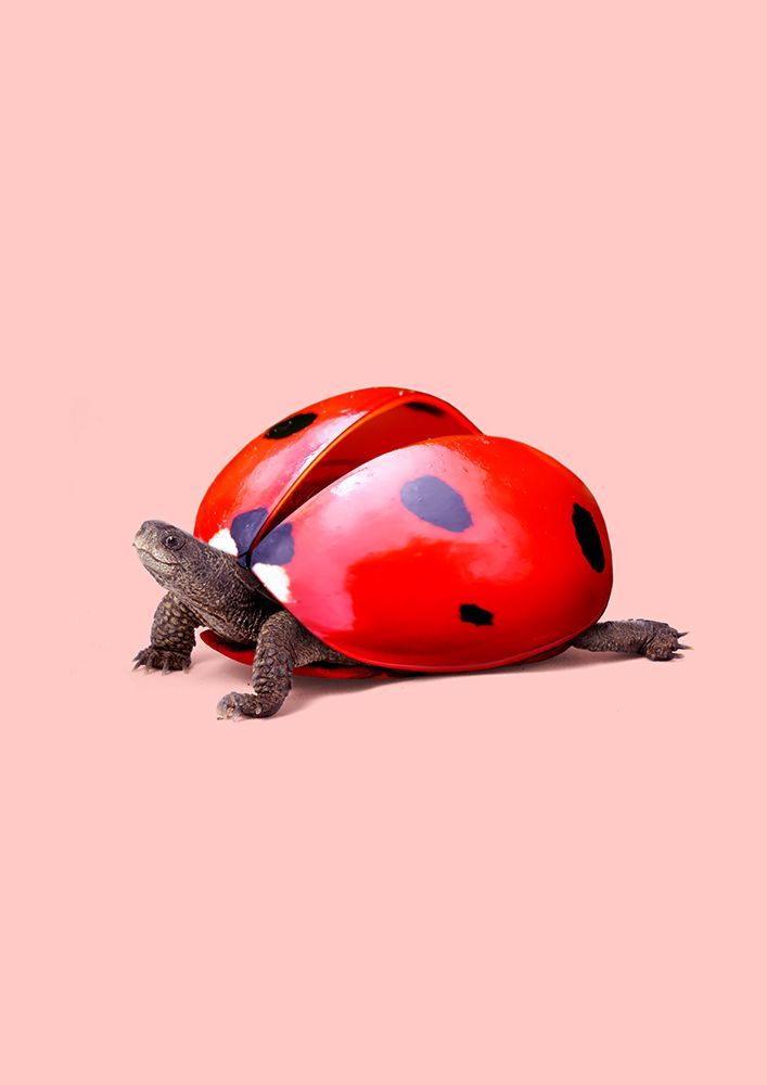 Ladybug Turtle art print by Artem Pozdniakov for $57.95 CAD