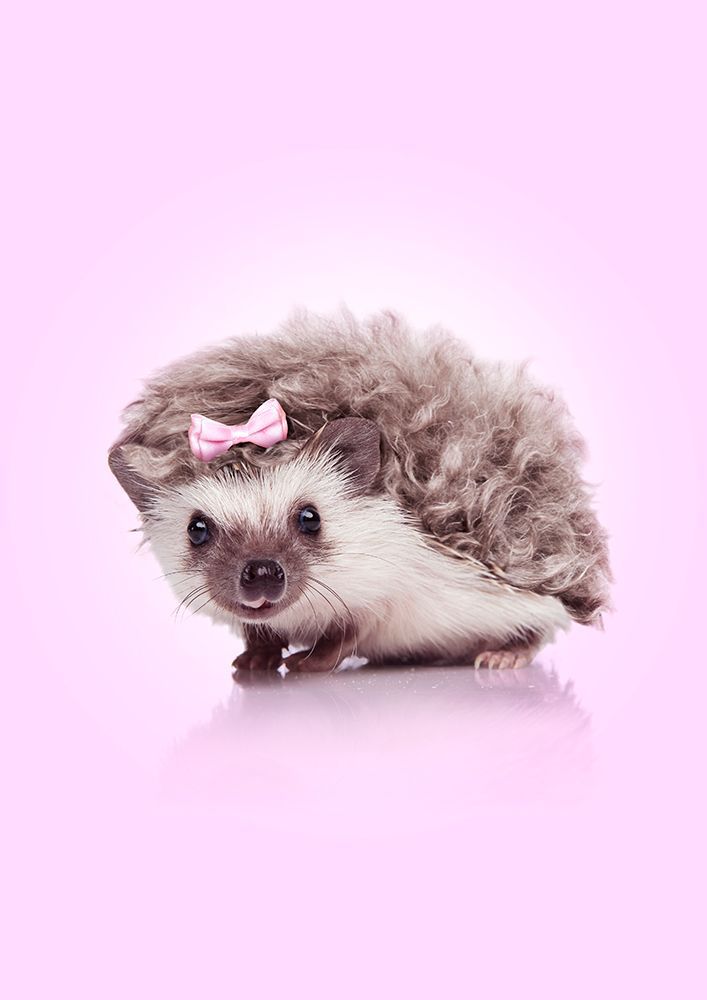 Curvy Hedgehog art print by Artem Pozdniakov for $57.95 CAD