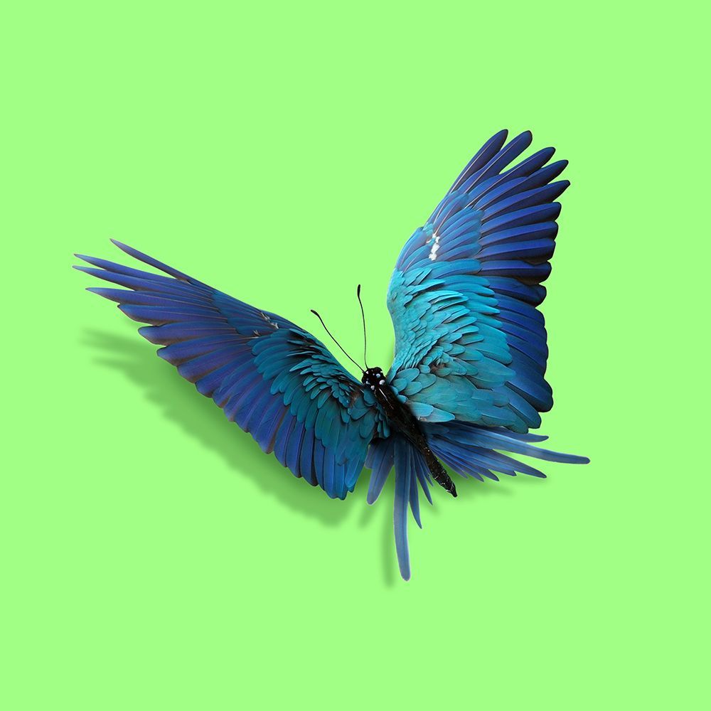 Parrot Butterfly art print by Artem Pozdniakov for $57.95 CAD