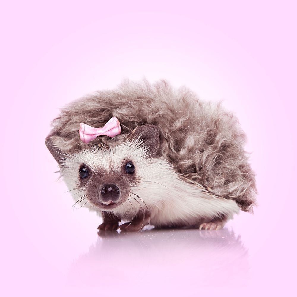 Curvy Hedgehog art print by Artem Pozdniakov for $57.95 CAD