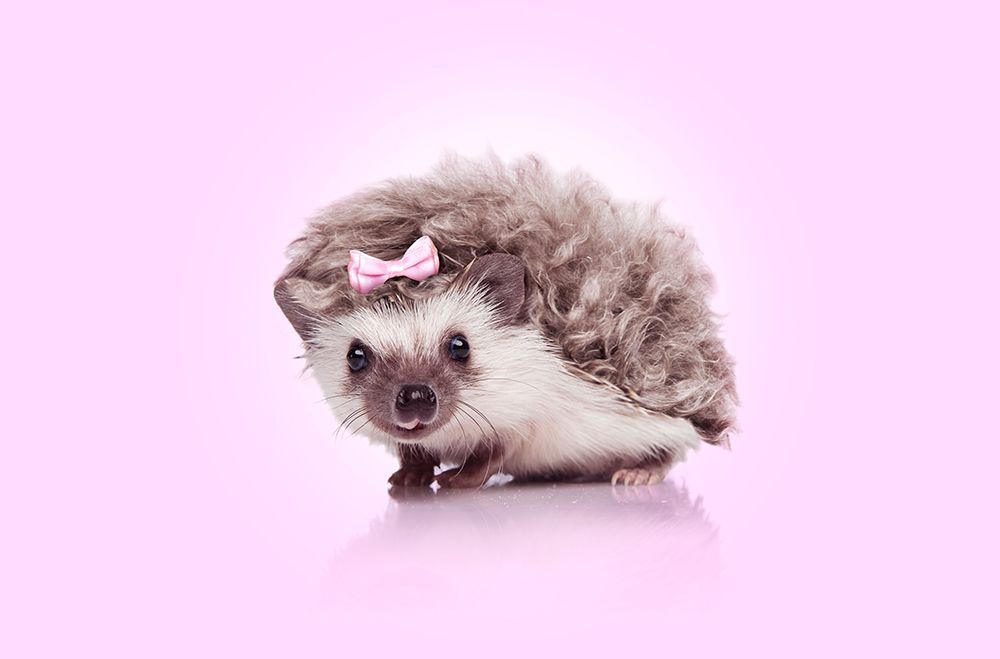 Curvy Hedgehog art print by Artem Pozdniakov for $57.95 CAD
