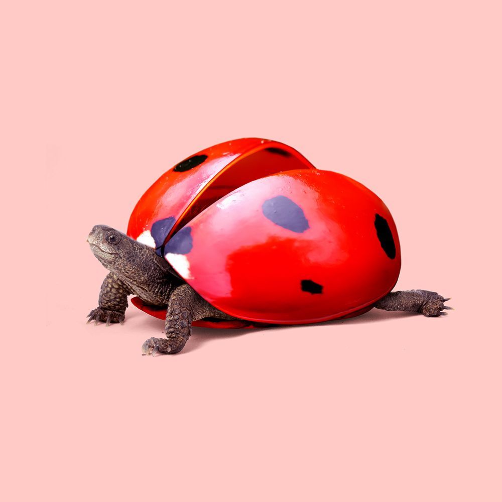 Ladybug Turtle art print by Artem Pozdniakov for $57.95 CAD